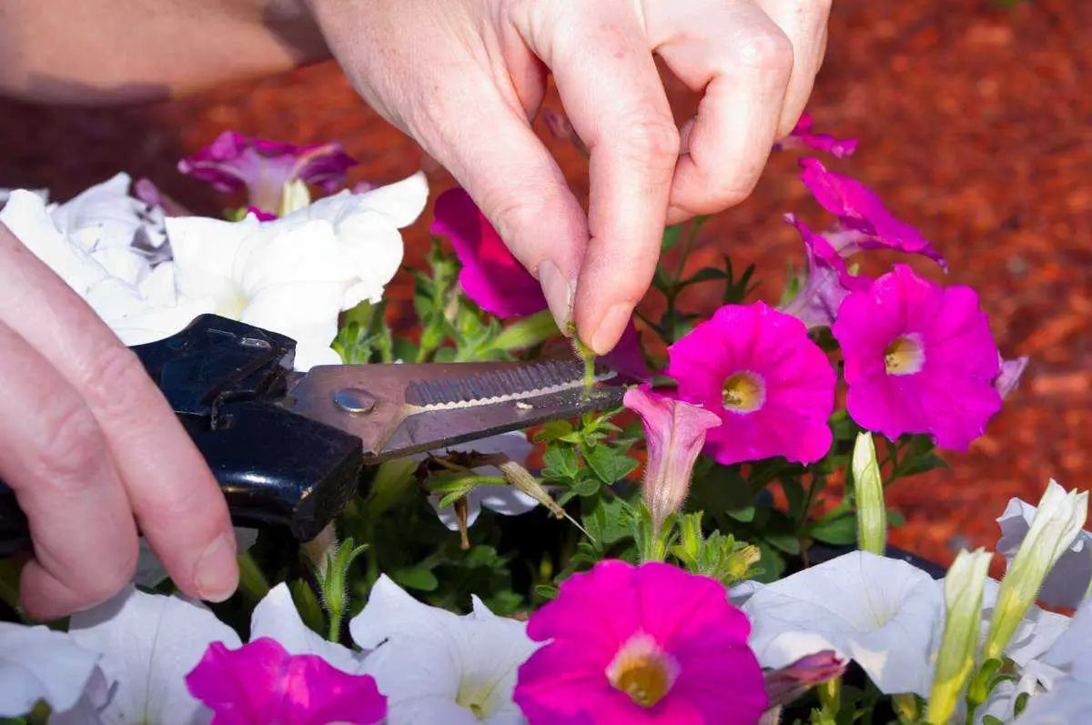 Extender la floracion