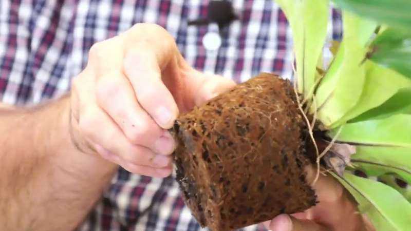 trasplantar una planta de interior correctamente