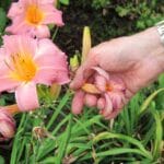 Como extender la floración: DeadHeading 4 floracion hermerocallis