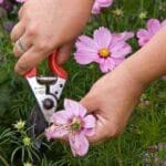 Como extender la floración: DeadHeading 3 extender la floración deadheading