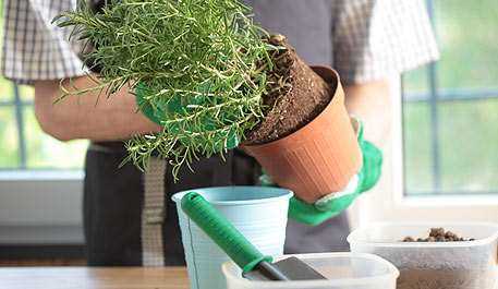 Como trasplantar una planta de interior correctamente 1 trasplante paso a paso