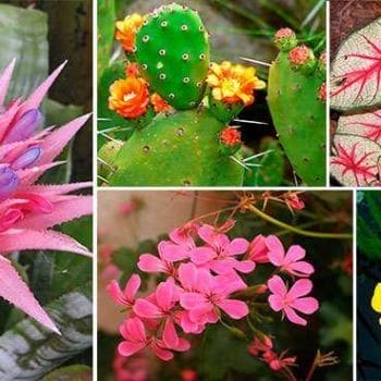 decorar interiores con plantas