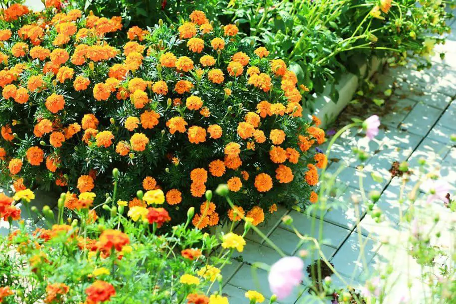 Clavel Chino O Clavel Moro, CUIDADOS De Los Tagetes