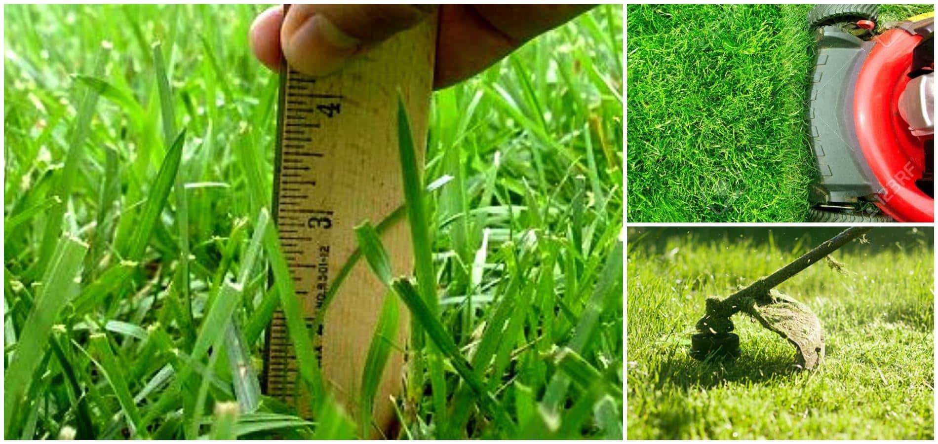 Cuándo Cortar El Césped, A Qué Altura Y Con Qué Herramienta
