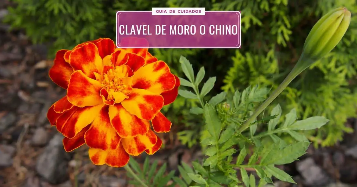 Clavel Chino O Clavel Moro, CUIDADOS De Los Tagetes
