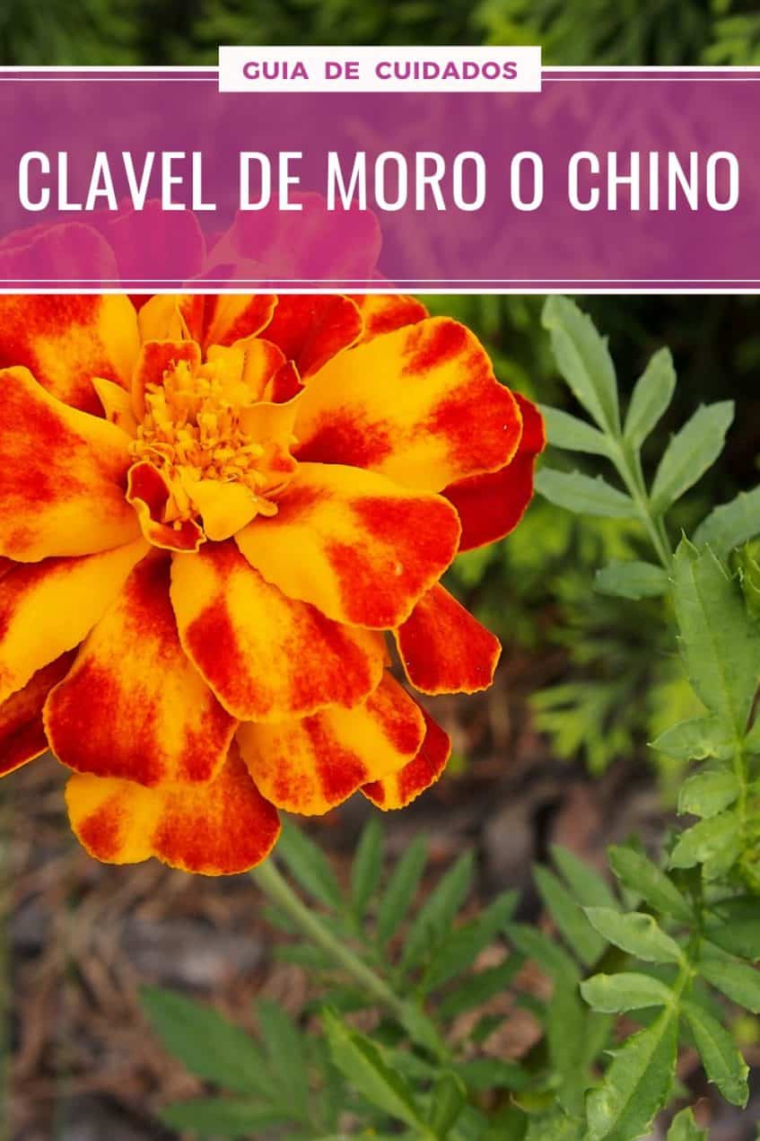 Clavel Chino o Clavel Moro, CUIDADOS de los Tagetes