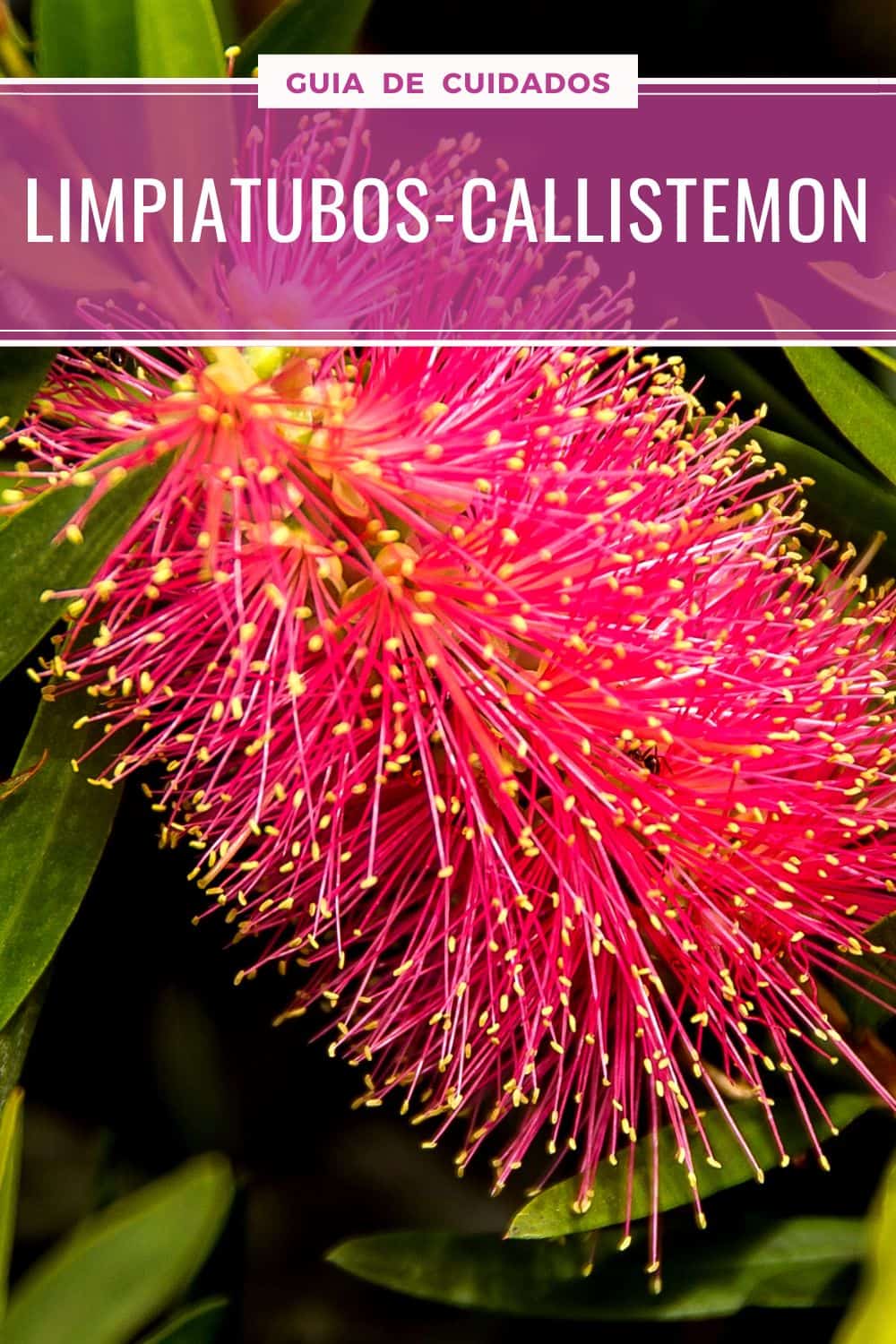 Limpiatubos, CUIDADOS de la planta Callistemon 25 Limpiatubos-callistemon