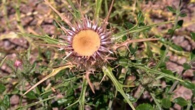 Carlina de flores grandes-Carlina macrocephala