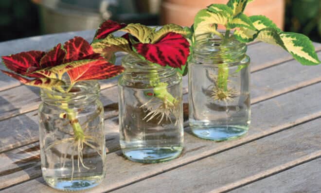 jardineriaplantasyflores.com