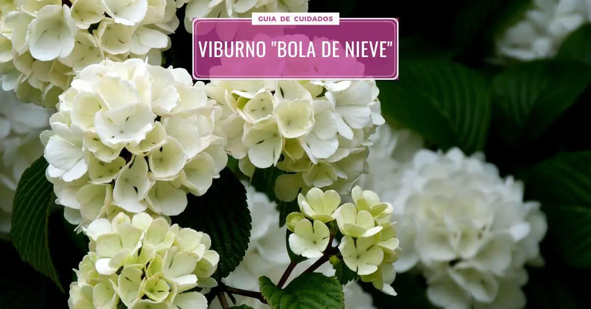 CUIDADOS del Viburnum opulus o Viburno 'Bola de Nieve' CUIDADOS del Viburnum opulus o Viburno 'Bola de Nieve'