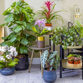 como cuidar las plantas de interior