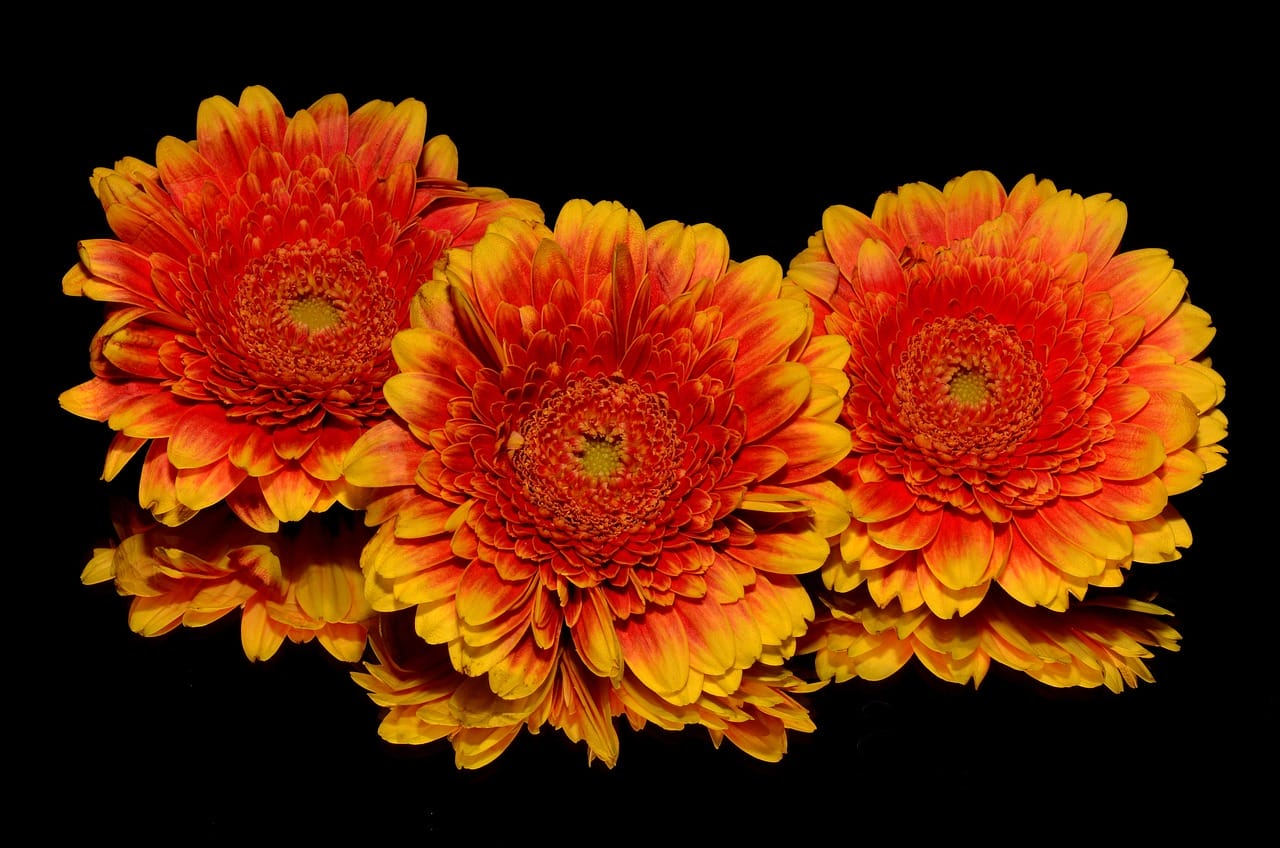 Gerbera jamesonii: cuidados de Gerbera para una floración vibrante.